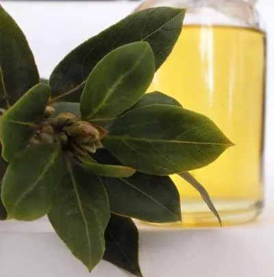 Laurel Leaf Essential Oil 4
